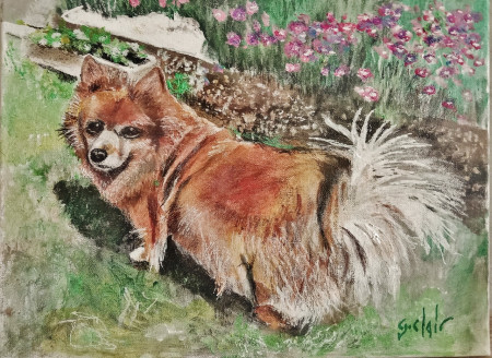 HOUBA chien de Véro (offert courant Août ).jpg